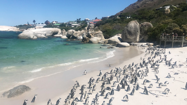 Visit to Boulders Beach